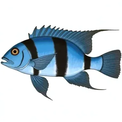 African cichlid