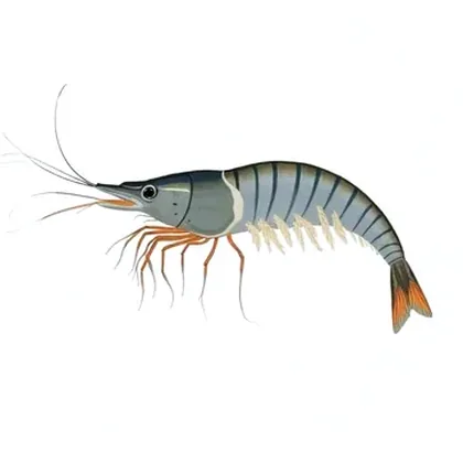 Amano shrimp