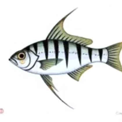 Angelfish