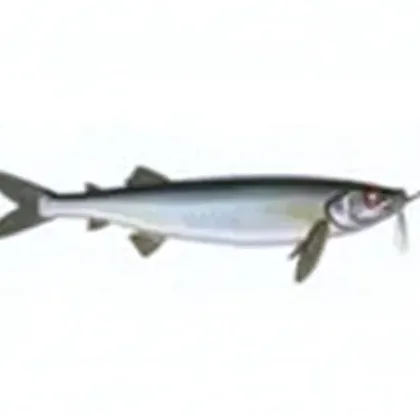 Silver arowana