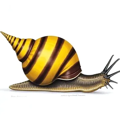 Assassin snail