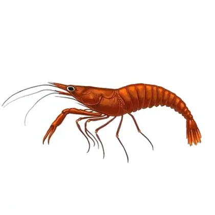 Bamboo shrimp