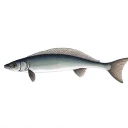 Bichir
