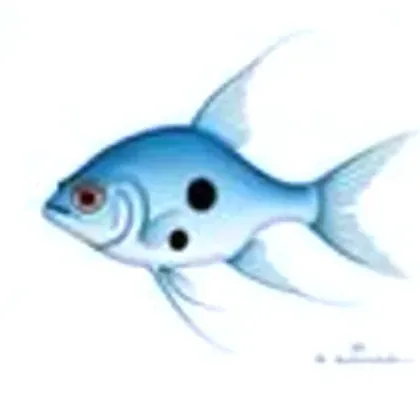 Blue gourami