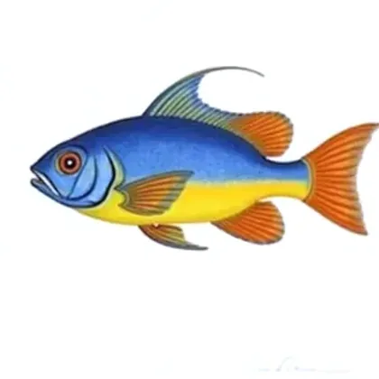 Boesemani rainbowfish