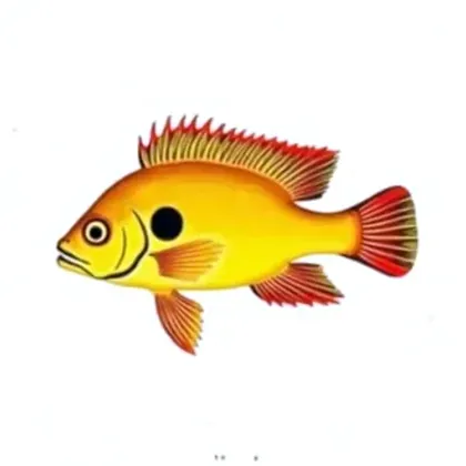 Bolivian ram