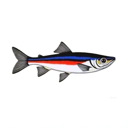 Cardinal tetra