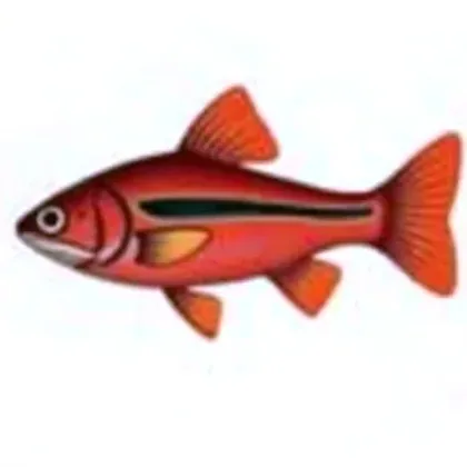 Cherry barb