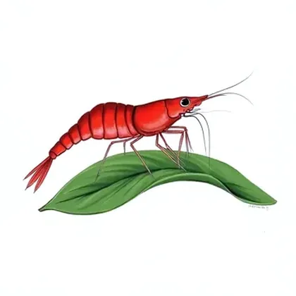 Cherry shrimp