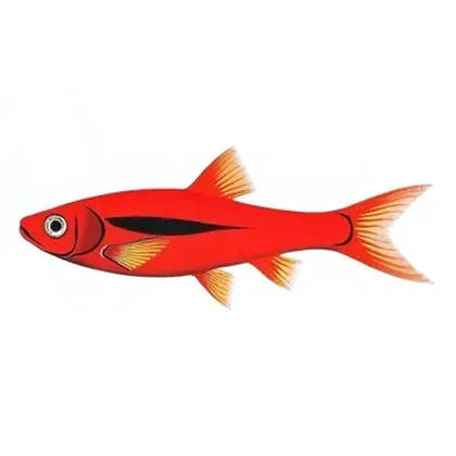 Chili rasbora