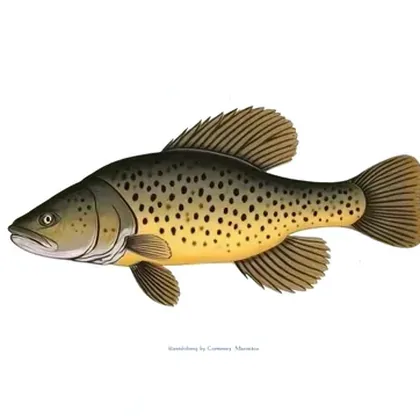 Common pleco