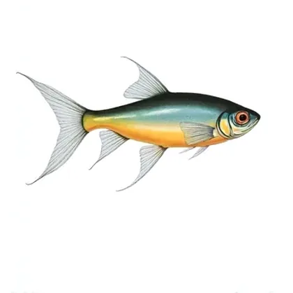 Congo tetra