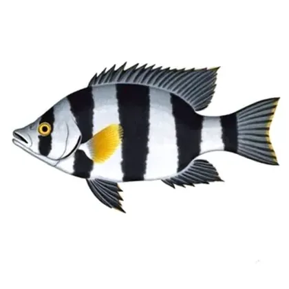 Convict cichlid