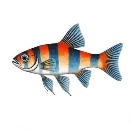 Dwarf gourami