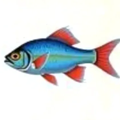 Dwarf neon rainbowfish