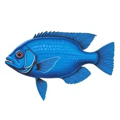 Electric blue acara