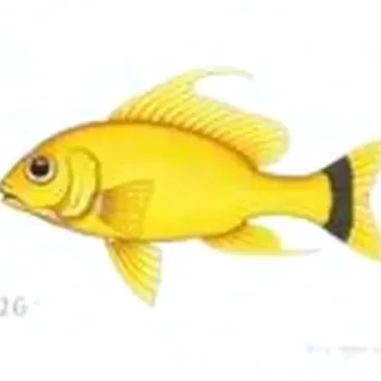 Electric yellow cichlid