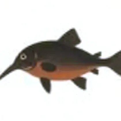 Elephant nose fish
