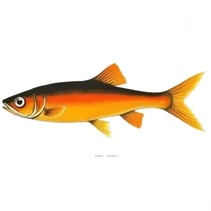 Ember tetra