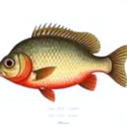 Firemouth cichlid