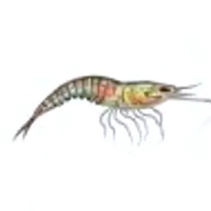 Ghost shrimp