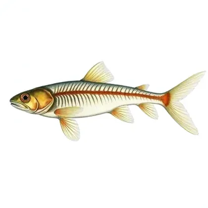 Glass catfish