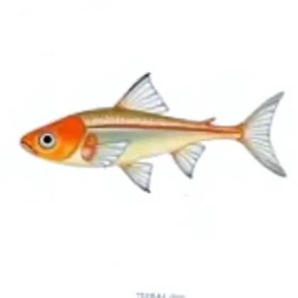 Glowlight tetra