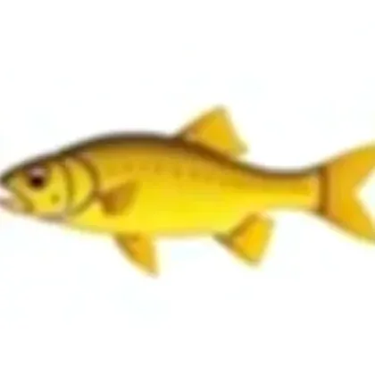 Gold barb