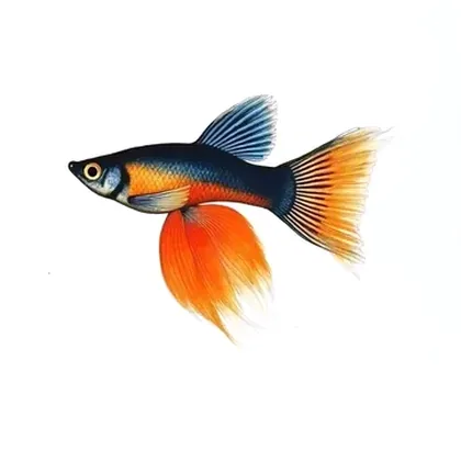 Guppy
