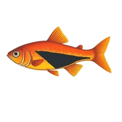 Harlequin rasbora