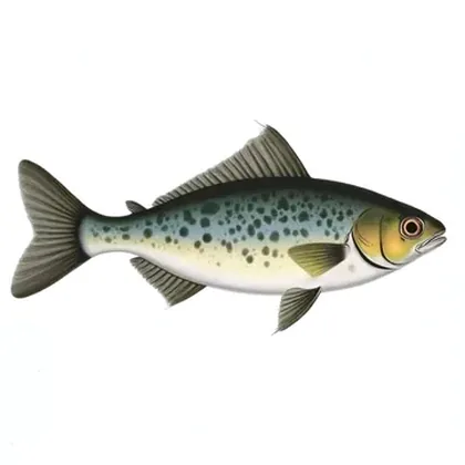 Hatchetfish
