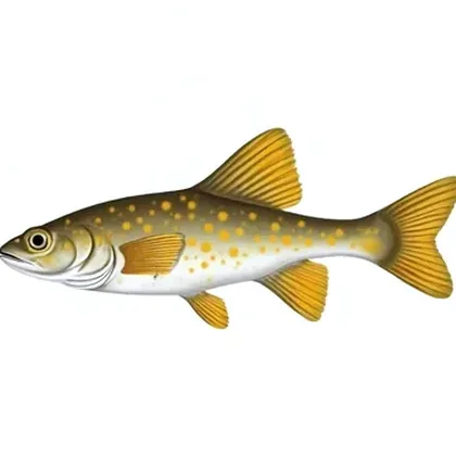Hillstream loach