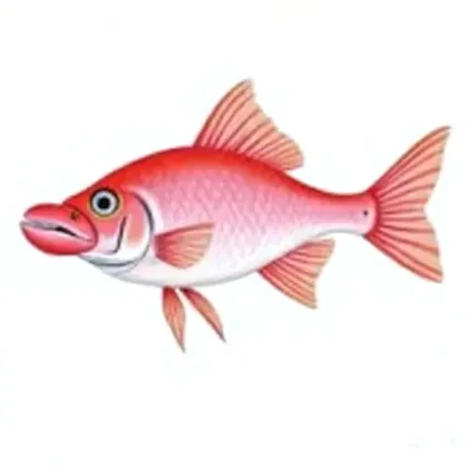 Kissing gourami