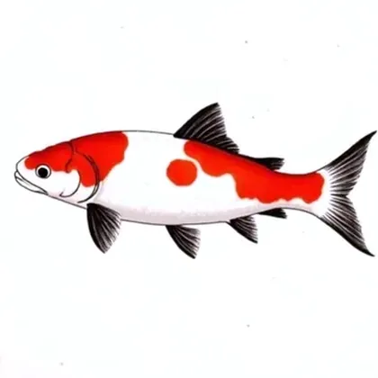 Koi