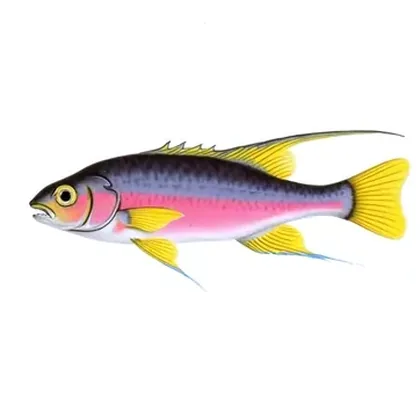 Kribensis