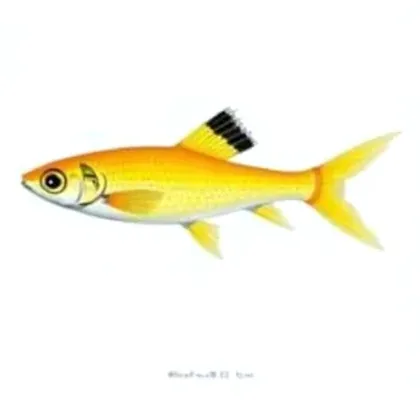 Lemon tetra