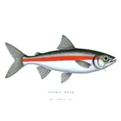 Odessa barb