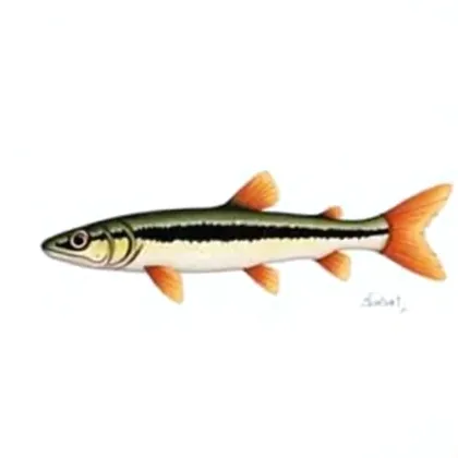 Otocinclus