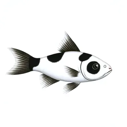 Panda cory