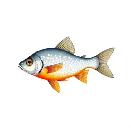 Pearl gourami