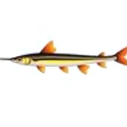 Pencilfish