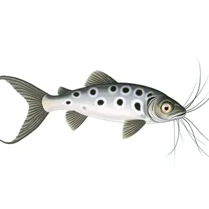 Pictus catfish