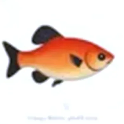 Platy