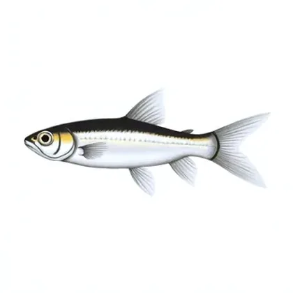 Pygmy cory