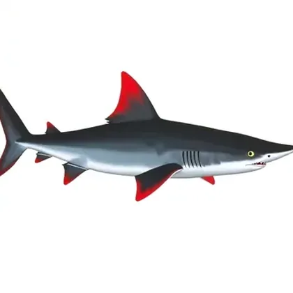 Rainbow shark