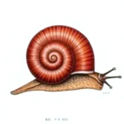 Ramshorn snail