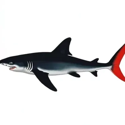 Red tail shark