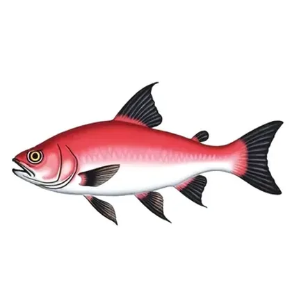 Rosy barb