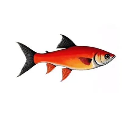 Serpae tetra