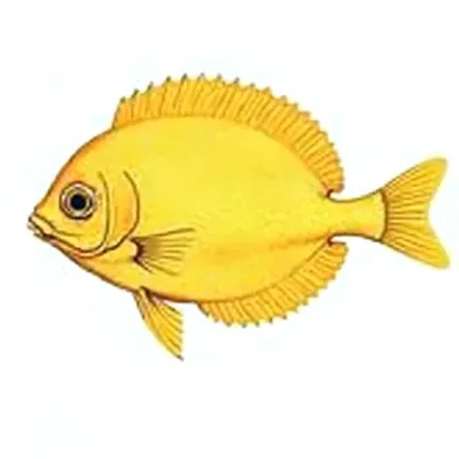 Severum